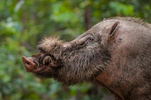 Palavan brodata świnia Palavan brodata świnia